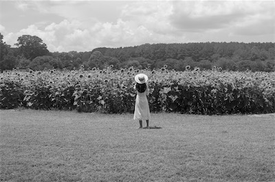 Sunflowers - 2026